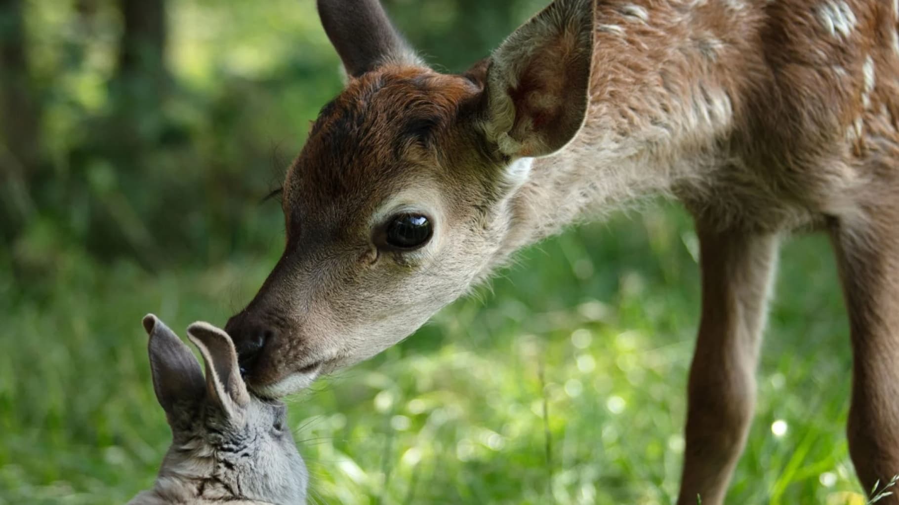 Bambi: A Life in the Woods cover image
